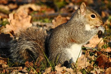 SCOIATTOLO NEL PARCO DI MONZA, ITALIA