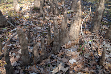 Tree knees
