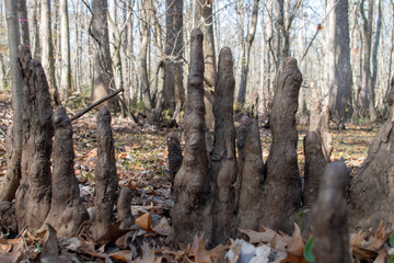 Tree knees
