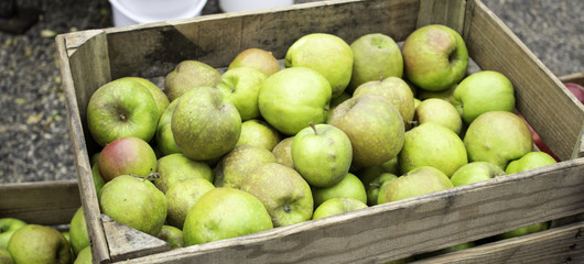 Apples in wooden boxes
