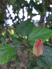 Pink hibiscus, beautiful and majestic flower with large and beautiful petals used for ornamental purposes and also for tea preparation.