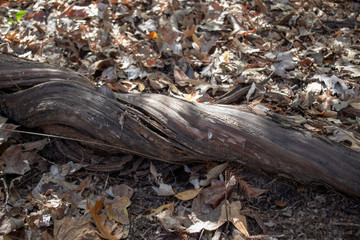 twisted fallen tree branch
