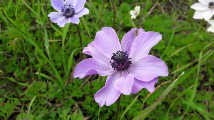 spring flower Cyprus