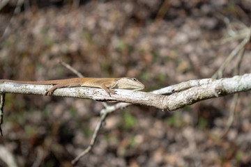 anole lizard on branch