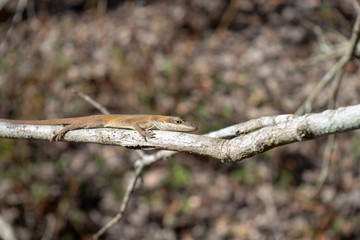 anole lizard on branch