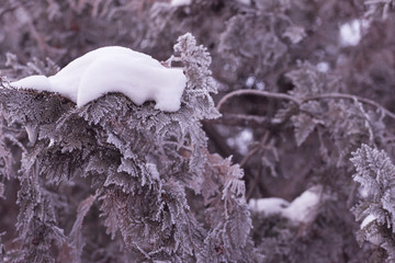Frosty background of patterns on the twigs and needles of the Christmas tree. Winter background on the screensaver. Design concept.