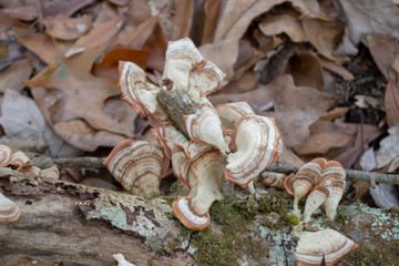 Fungus/lichen growth