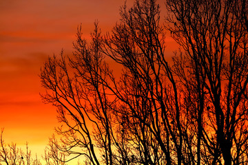 Germany, evening sky and trees in winter