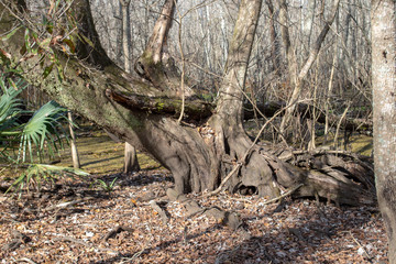 Swamp Trees