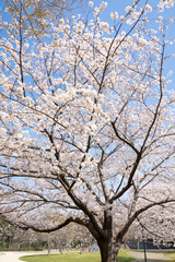 満開の桜