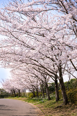 満開の桜