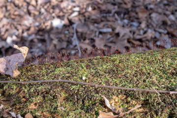 Close up of fungus and moss growing on fallen swamp tree