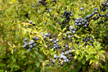 Blue blackthorn berries on a bush