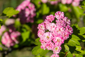Beautiful pink hawthorn blossom
