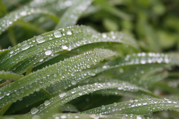Water drops on green grass leaves. Fresh grass background in selective focus

