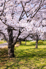 Obraz premium 満開の桜