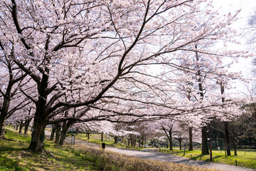 Obraz premium 満開の桜