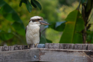 Kookaburra sits on a fence in a suburban back yard