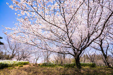 Obraz premium 満開の桜