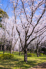 Obraz premium 満開の桜