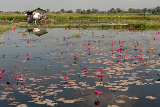 Flor de loto en el Lago Inle, Myanmar