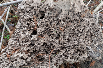 Close up of drift wood