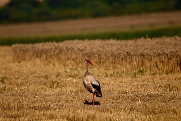stork in field
