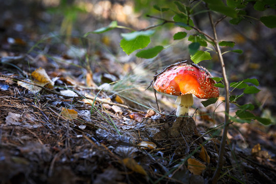Poisonous Spotted Mushrooms in Magical Green Forest
