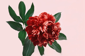 Bright red peony on pink background with copy space. Blooming flower of peony.
