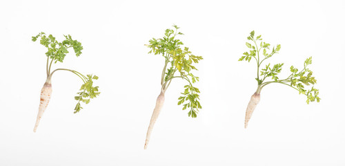 parsnips vegetables isolated on white - obrazy, fototapety, plakaty