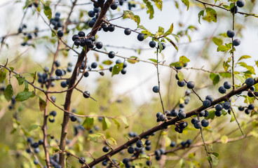 Blue blackthorn berries on a bush silhouetted against the sky