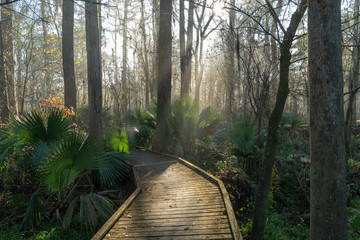 Admiring morning sun rays highlighting a boardwalk in a foggy Louisiana swamp land.