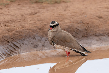 Crowned lapwing (Vanellus coronatus), or crowned plover, standing in water