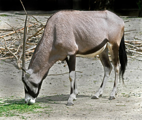 Oryx gazelle. Latin name - Oryx gazella gazella