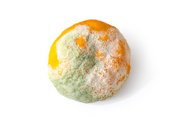 Rotten citrus. Penicillium mold on a mandarin fruit. Microscopic fungi producing penicillin...