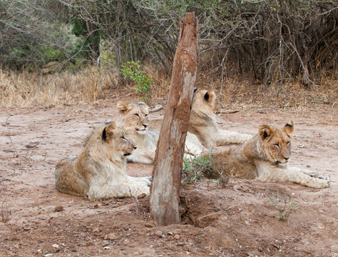 4 piccoli leoni al riposo