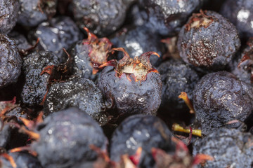 Amelancher ripe berries as a background