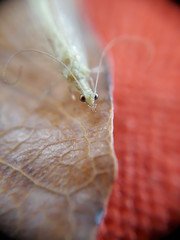 Transparent white moth. Macro photo of insect, bug