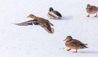 Duck in flight over white snow in winter