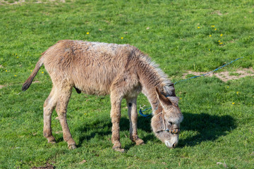 Donkey grazes on green grass in the steppe