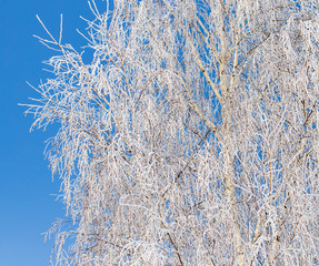 Frozen branches on a tree against a blue sky