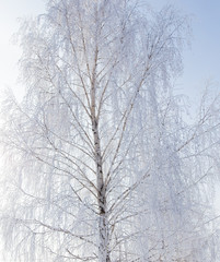Fototapeta na wymiar Frozen branches on a tree against a blue sky