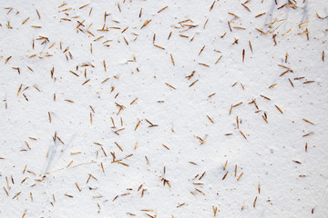 Seeds from a tree on white snow as a background