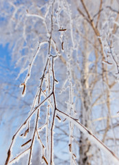 Frozen branches on a tree against a blue sky