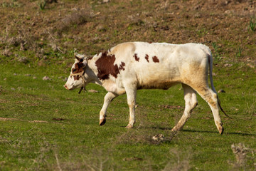Naklejka na ściany i meble Cow grazing in the hills in the spring