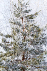 Frozen branches on a pine in the forest in winter