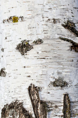 White bark on a birch tree as background