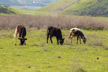 Herd of cows grazing in the hills in the spring