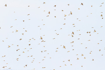 migrating birds in the spring sky