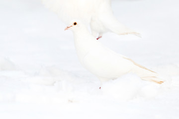 white pigeon in the white snow